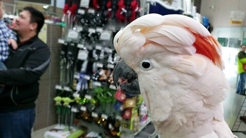 Moluccan cockatoo puts on a show while shopping!