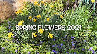 Spring Flowers 2021