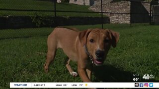 KCKPD welcomes comfort dogs