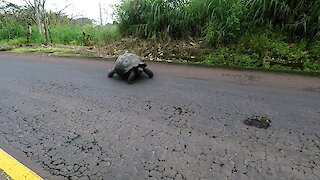 Giant wild tortoise gets right of way over traffic in the Galapagos Islands