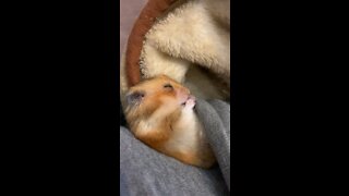 Adorable hamster falling asleep while eating 😍