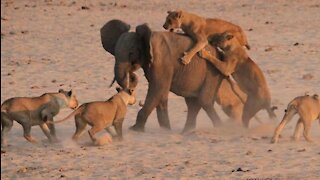 Animals survives attack of 14 lions unbelievable !!