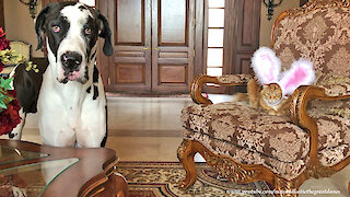 Great Dane Doesn't Recognize Easter Bunny Rabbit Cat