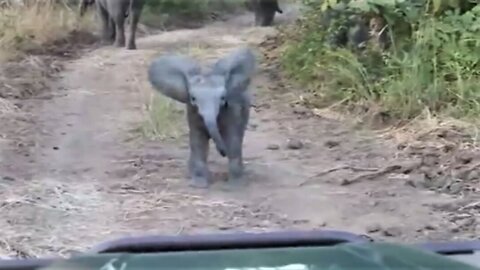 Baby elephant adorably mock charges safari vehicle