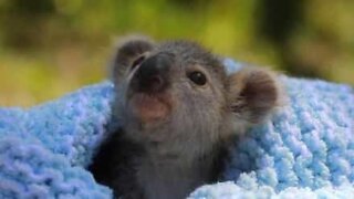 Nuttet koalaunge reddet i Australien