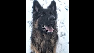 Watch this talented German Shepherd show off all his tricks