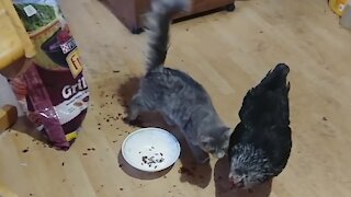 Friendly kitty desperately tries to befriend chicken