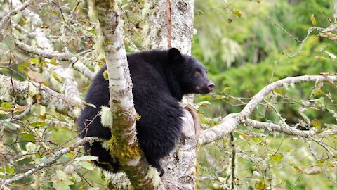 A Black Bear Got Caught Viciously Cuddling Some Fresh Laundry In A Vancouver Yard (VIDEO)