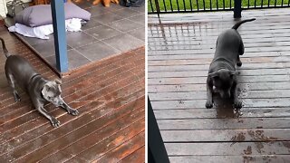 Dog Hilariously Protects His Home From Rain Drops