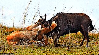 Ferocious Lion attacks Buffalo