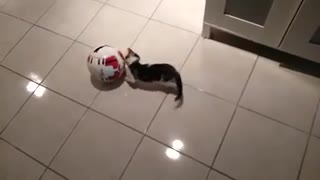 A cat making great movements with the ball