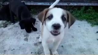 dog puppies