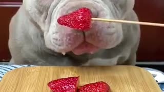 Funny Dog Video 2021 / Dog eating video