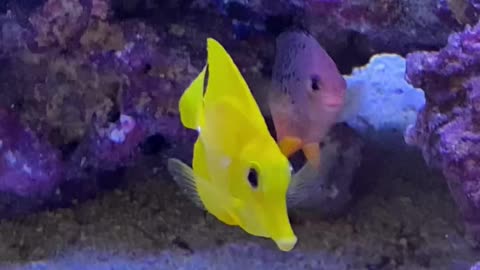 Sea life ! Beautiful yellow angelfish ! Angelfish