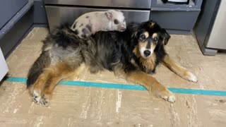 Rescued piglet sleeps on senior dog’s back every single night