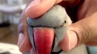 Parrot literally squeaks every time you squeeze his head