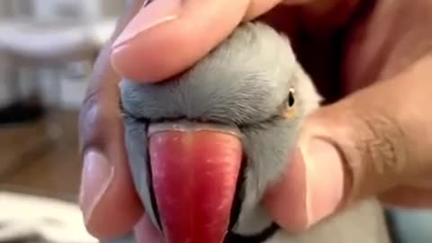 Parrot literally squeaks every time you squeeze his head