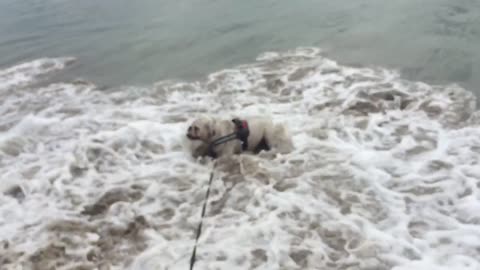 English Bulldog fearlessly attacks ocean waves