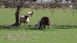 See beautiful sheep on a morning walk in a country farm