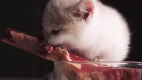 THE LITTLE CAT EATING LIKE A TIGER