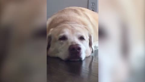 Cute Labrador Loves To Smile On Cue