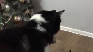 Crazy cat attacked husky.