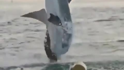 POWER SHARK IN OCEANS