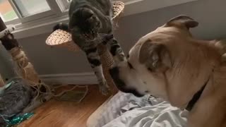 Cat takes gentle approach when bothering dog friend