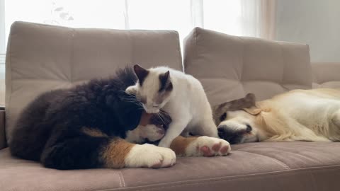 Bernese Mountain Dog Puppy vs Kitten!
