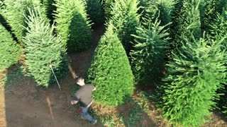 Shearing Douglas fir Christmas Trees Oregon