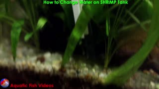 How to Change Water on SHRIMP Tank