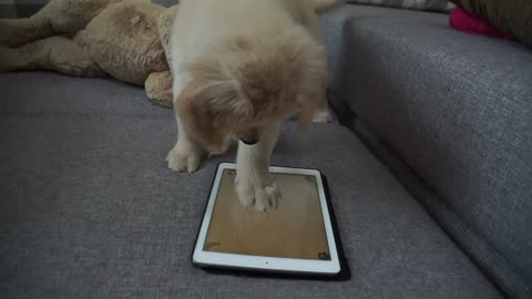 Puppy dominates game on tablet