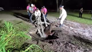 Florida firefighters rescue horse trapped in septic tank