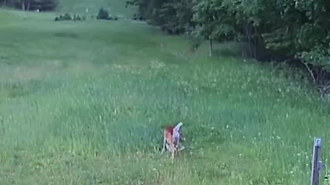 Psycho Deer Rescues Rabbit By Stomping Hawk to Death!