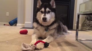 Husky throws fit after owner decides not to play with him