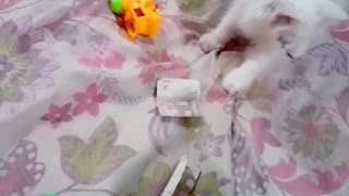 When Money Becomes Toy Cat