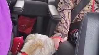 Dog Supervises Children While Mom Drives