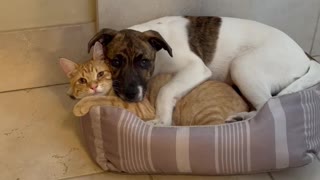 Dog and cat adorably cuddle together in bed