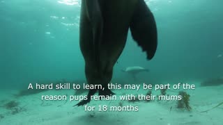 Australian sea lions
