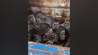 Guy Finds Insane Number Of Raccoons Stuck Inside Dumpster