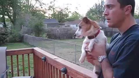 Cute Jack Russell Totally Loses It After Her Owner Mentions Squirrels