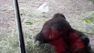 Gorilla youngsters engage in hilariously epic wrestling match