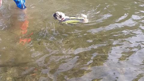 My pug loves swimming