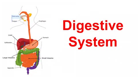 Digestive System Song