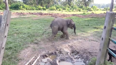 Baby Elephant Gets Scared From A Baby Goat