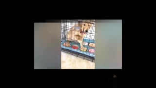 Dogs scared