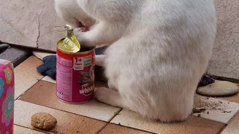 Cat Digs into Empty Cat Food Can Trying to Find Food