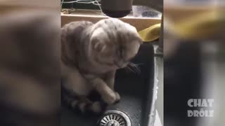 funny cat cat videos