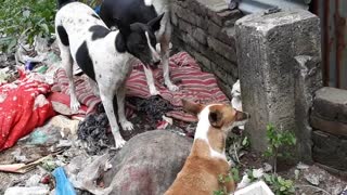 Dog-cat brawl | Dog And Cat Funny Video