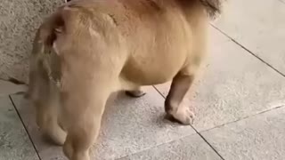Cute dog Video Funny dog video